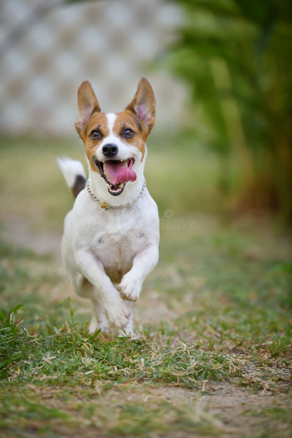 Jack Russell Terrier Dog Running and Jumping in the Backyard Stock