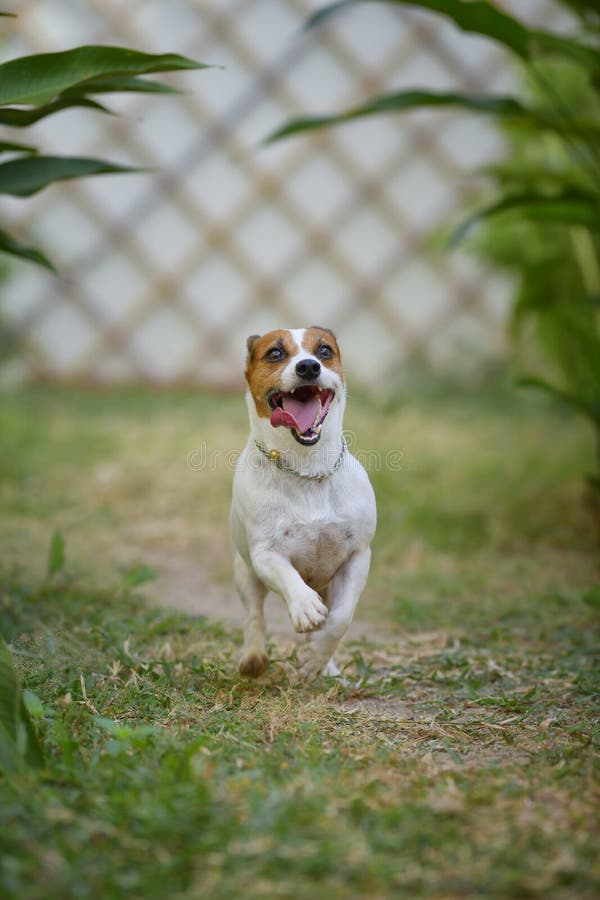 Jack Russell Terrier Dog Running and Jumping in the Backyard Stock
