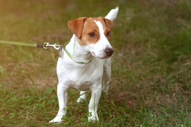 Why Are Jack Russells Tails Cut