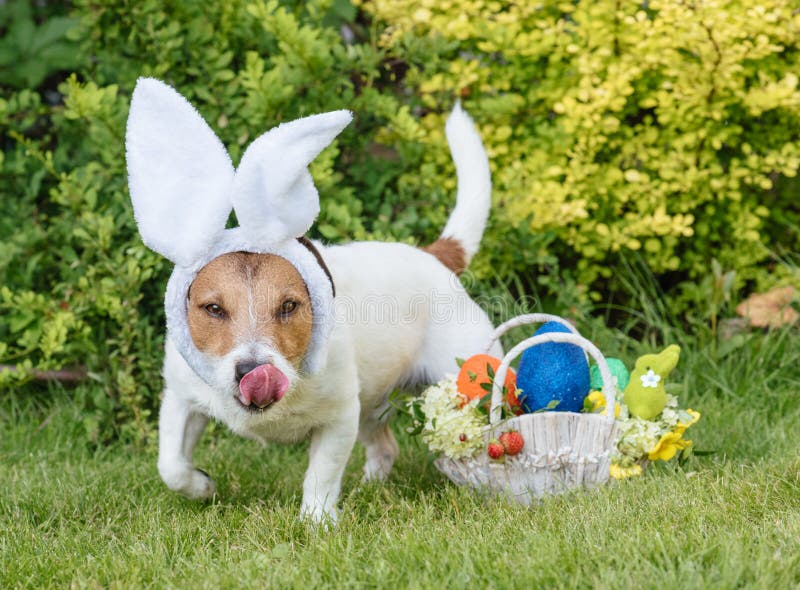 Easter Egg Hunt Concept with Dog Looking for Eggs and Eastertide Gifts ...