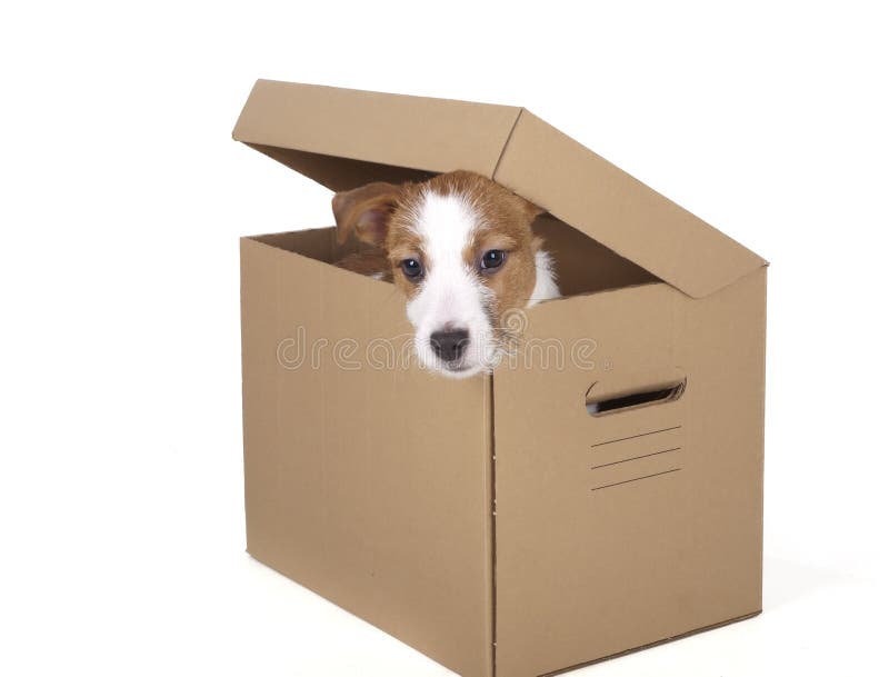 Jack Russell Terrier en el estudio en un fondo blanco fotografía de archivo Jack Russell Terrier en el estudio en un fondo blanco fotografía de archivo