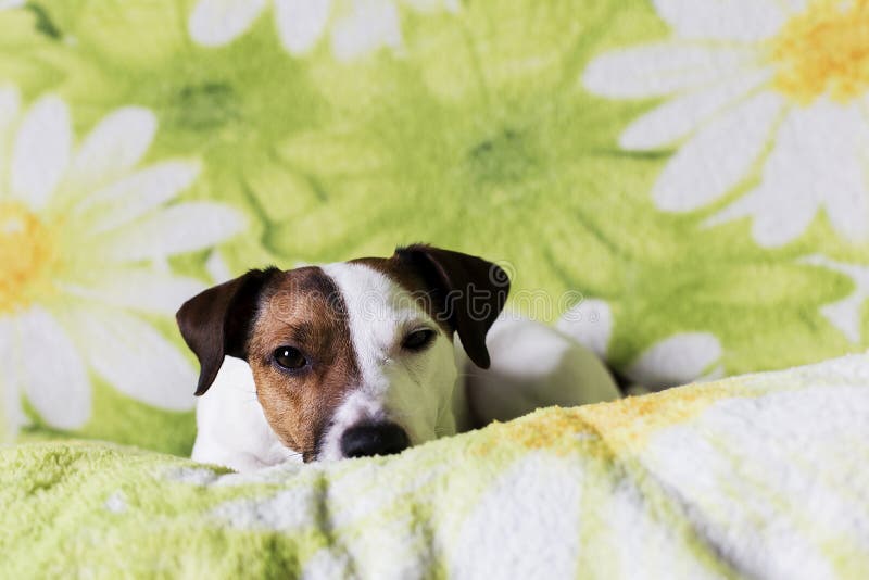 Jack Russell Terrier está triste en el sofá imágenes de archivo libres de regalías