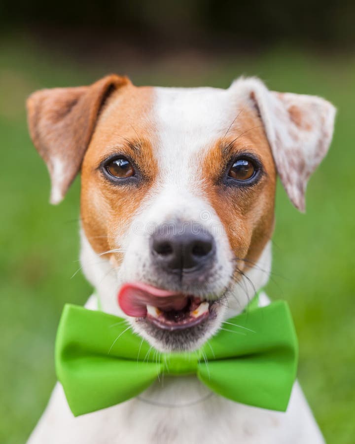 Una donna il cane verde cravatta.