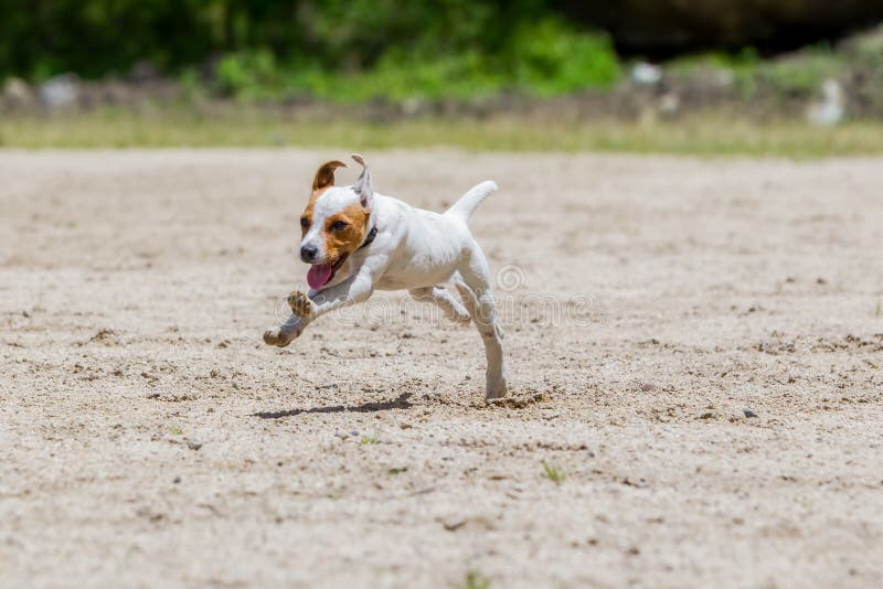 Jack Russell Terrier Femmina Di Cane Che Corre Verso La Telecamera Con La Piena Velocità.