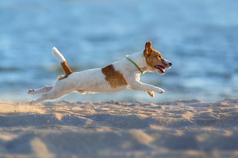 Jack russell terrier fly stock photo. Image of summer 119205944