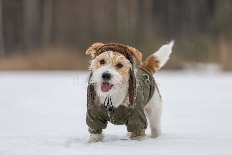 Jack Russell Terrier in a green jacket and hat with earflaps. Snowing. Dog in the forest in winter. Background for the