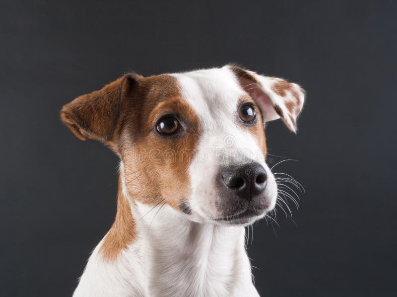 Jack Russell Terrier head stock photo. Image of russell 10991608