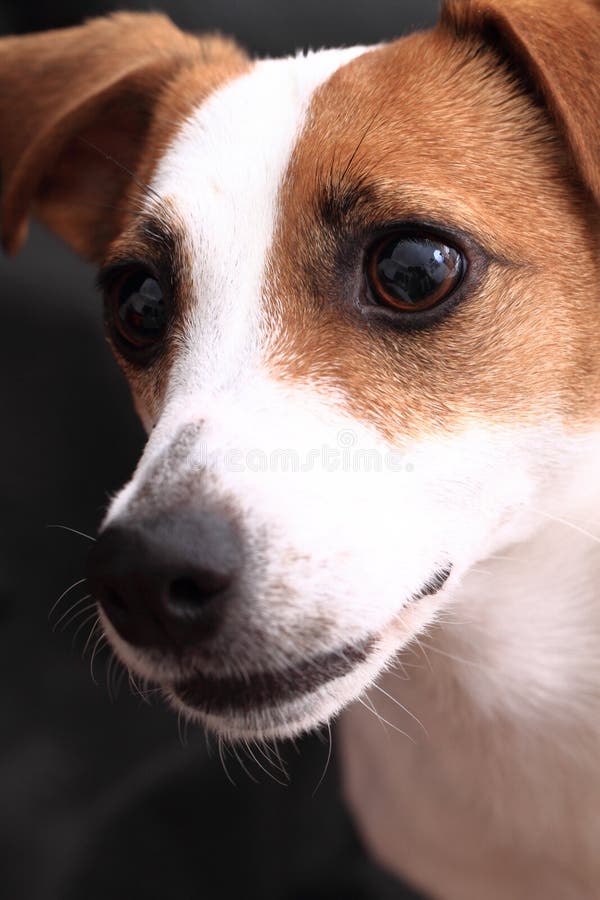 Jack russell terrier head stock image. Image of young 52474619