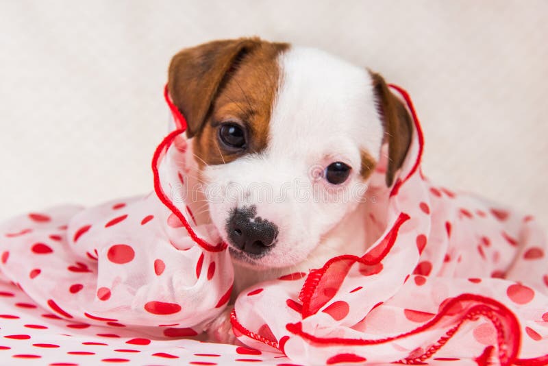 Jack Russell Terrier-Hündchen im Retrostil lizenzfreies stockbild Jack Russell Terrier-Hündchen im Retrostil lizenzfreies stockbild