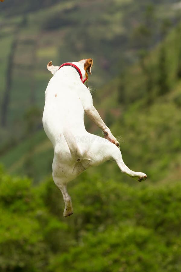 Jack Russell Terrier Jumping Around lizenzfreie stockbilder Jack Russell Terrier Jumping Around lizenzfreie stockbilder
