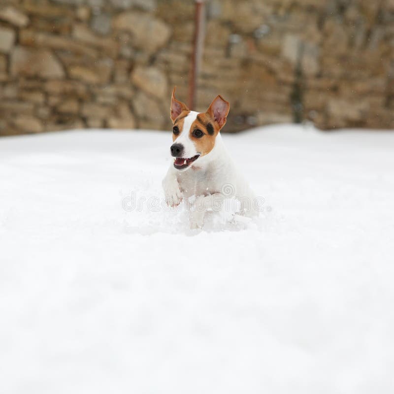 Jack russell terrier jumping in winter