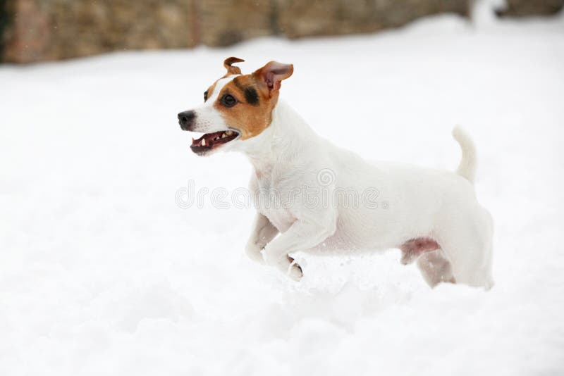 Jack russell terrier jumping in winter. Snowdrift, slush.