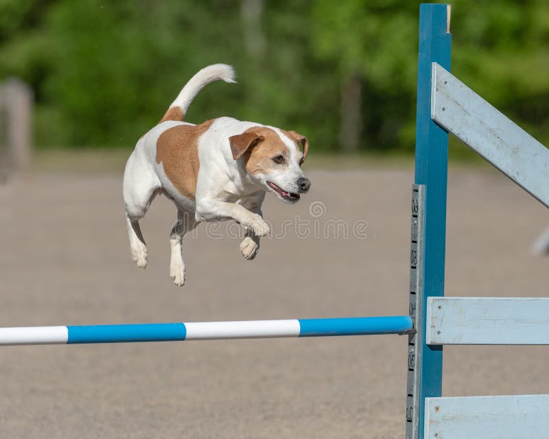 Jack Russell Terrier Jumps Over an Agility Hurdle in an Agility Competition Stock Photo Image