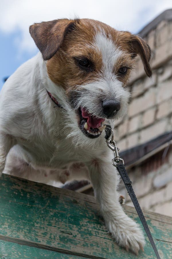 Jack Russell Terrier Jumps Over the Obstacle. Training of Dogs Stock