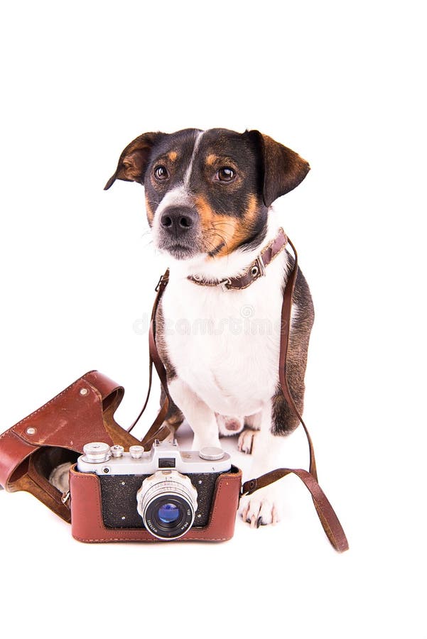 Jack Russell Terrier mit einer Kamera auf einem weißen Hintergrund lizenzfreie stockbilder Jack Russell Terrier mit einer Kamera auf einem weißen Hintergrund lizenzfreie stockbilder