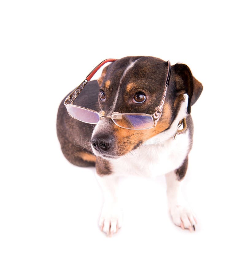 Jack Russell Terrier mit Gläsern auf einem weißen Hintergrund stockfotos Jack Russell Terrier mit Gläsern auf einem weißen Hintergrund stockfotos