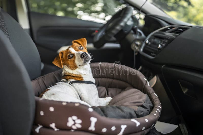 Jack Russell Terrier na cama do cão do vadio O animal de estimação que aprecia um passeio do carro