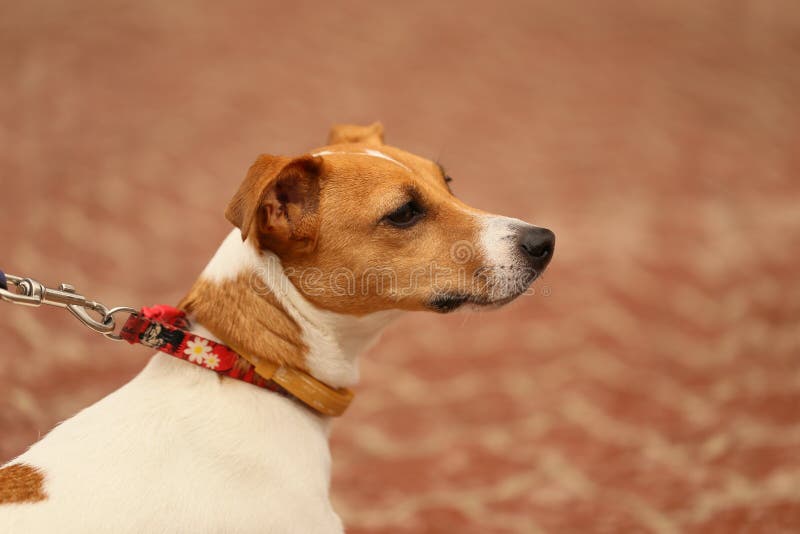 Jack Russell Terrier op een gang Macro van het hoofd stock afbeeldingen Jack Russell Terrier op een gang Macro van het hoofd stock afbeeldingen