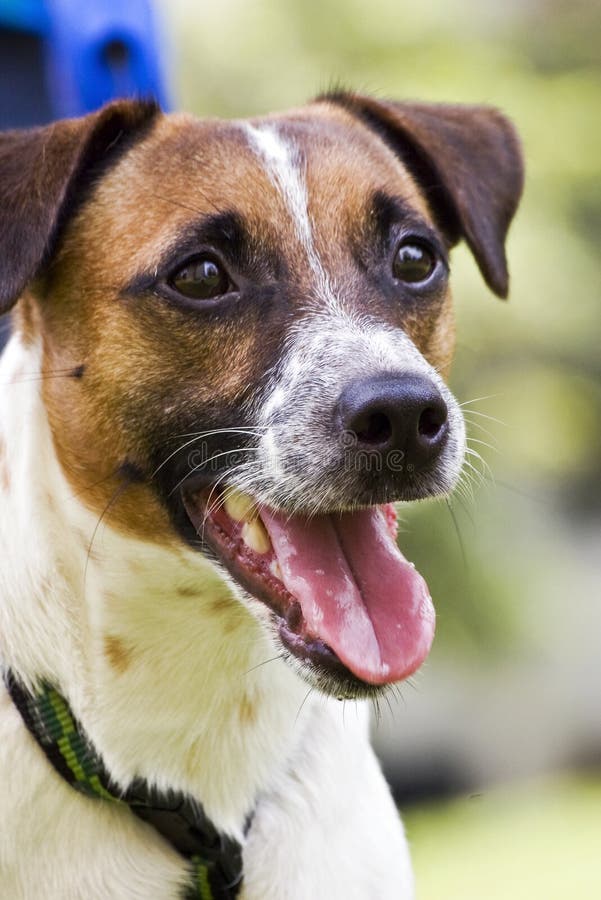 3,561 Old Jack Russell Stock Photos Free & RoyaltyFree Stock Photos from Dreamstime