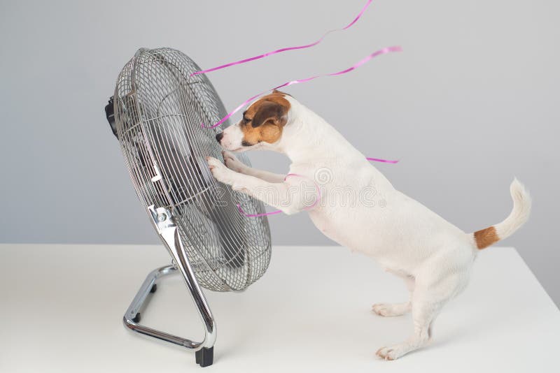Jack russell terrier perro se sienta disfrutando de la brisa refrescante de un ventilador eléctrico sobre un fondo blanco.