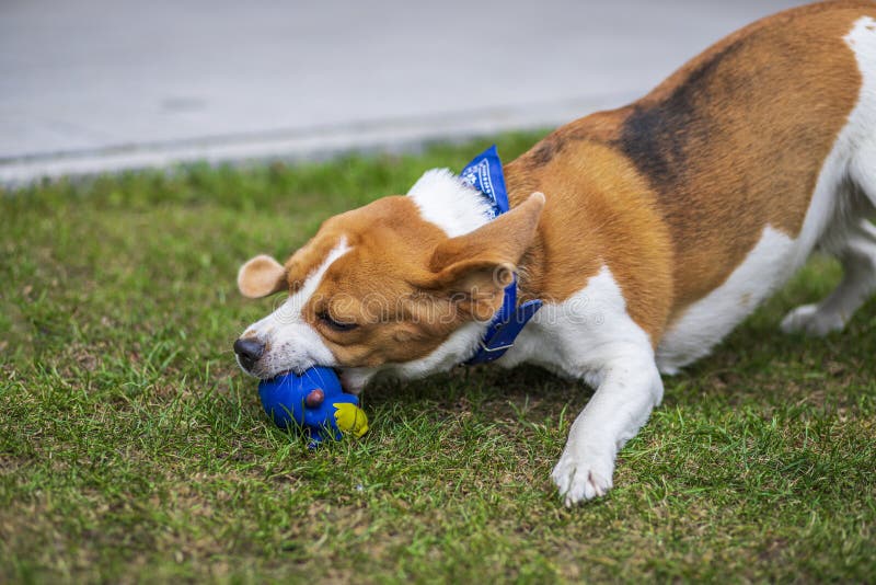 Jack Russell Terrier Playing with Blue Ball Stock Image Image of jack, play 250899075