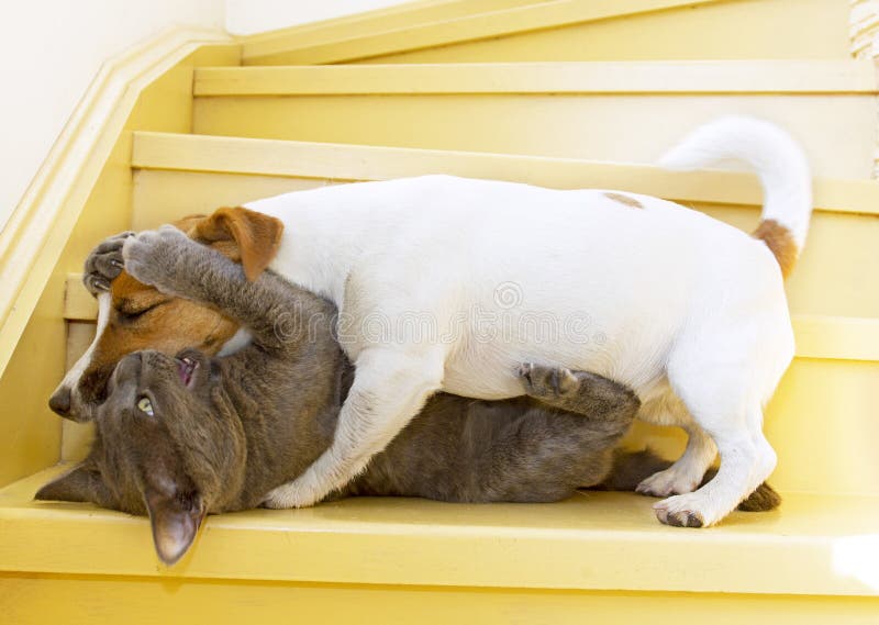 Jack Russell Terrier Plays with a Cat at Home on the Stairs, on a Sunny