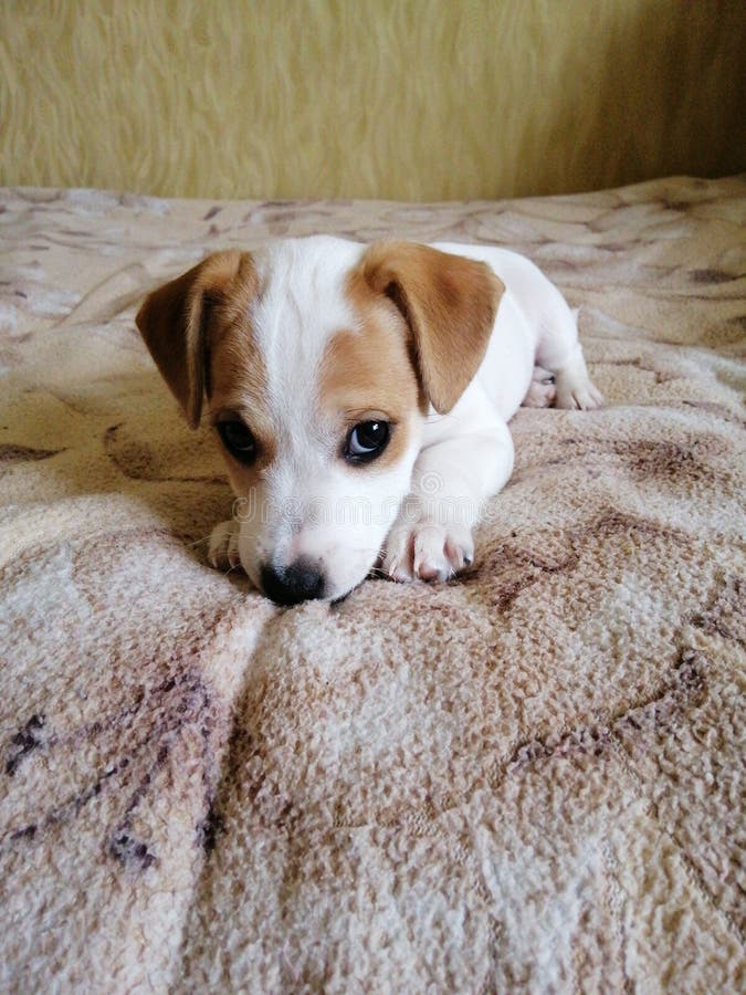 Jack Russell Terrier puppy small with a beautiful look stock photos