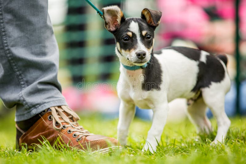 Cute One Year Old Jack Russel Terrier Puppy Folded Ears Stock