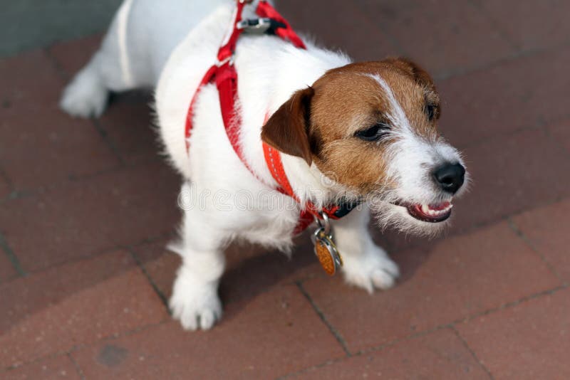 Jack Russell Terrier stock image. Image of harness, terrier 40335775