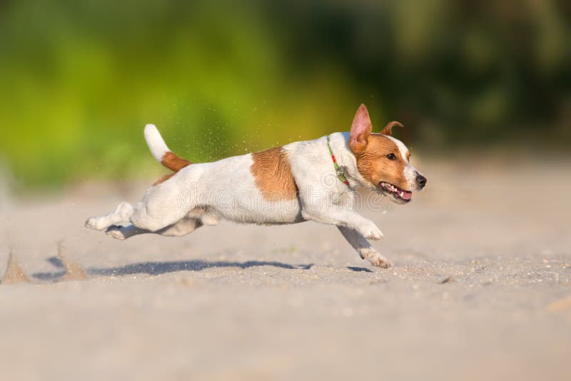 Jack russell terrier run stock image. Image of canine 142943371