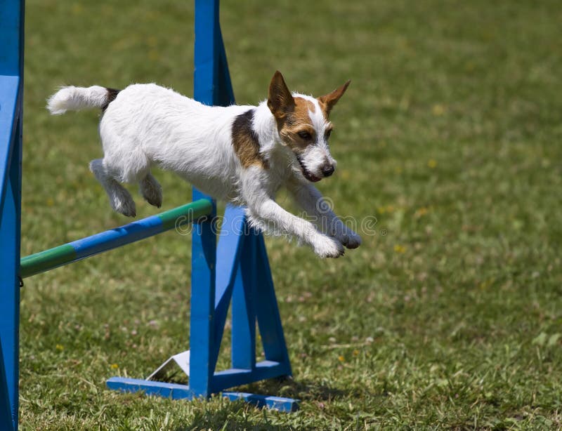 Jack Russell Terrier Runs Agility Course Stock Image Image of race