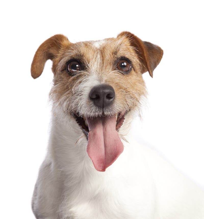 Jack russell terrier smiling