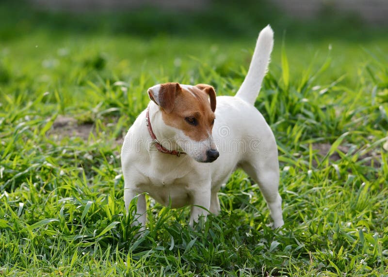 Jack Russell Terrier stand in grass summer royalty free stock photo Jack Russell Terrier stand in grass summer royalty free stock photo