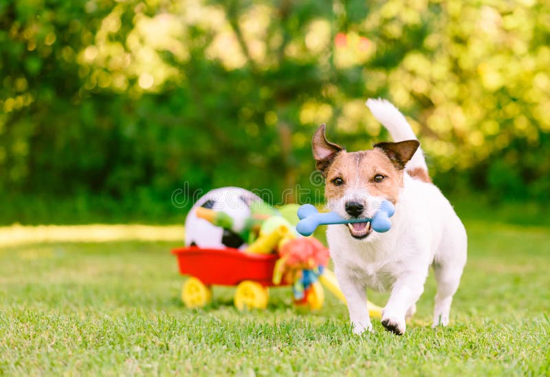 2,833 Dog Cart Stock Photos - Free & Royalty-Free Stock Photos from  Dreamstime