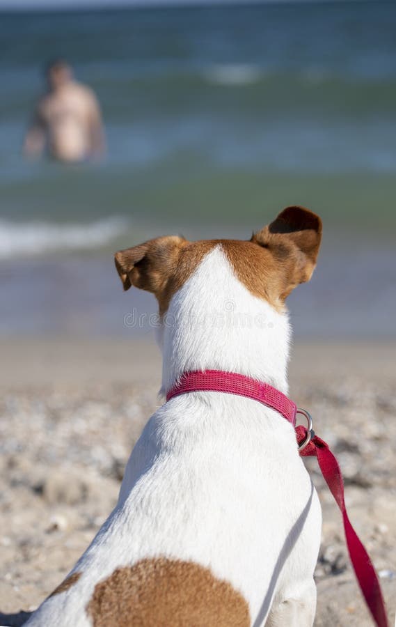 Jack Russell Terrier Watching the Owner Coming Out of the Sea, Vertical