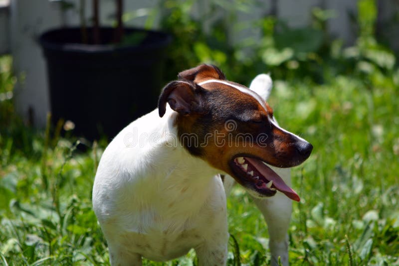 Jack Russell Terrier in Werf royalty-vrije stock foto Jack Russell Terrier in Werf royalty-vrije stock foto