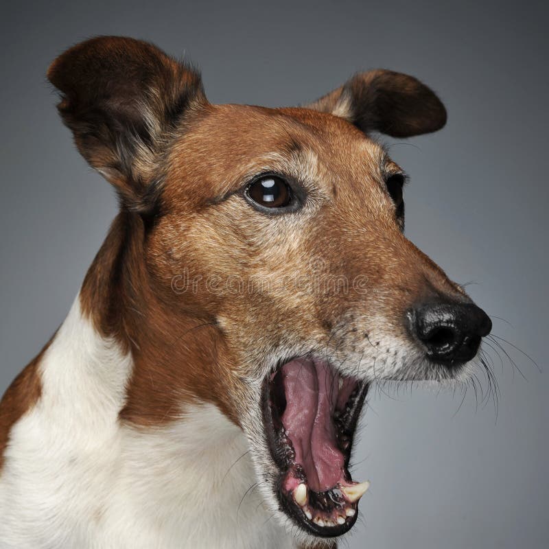 Jack Russell Terrier Yawn in a Dark Studio Stock Image Image of