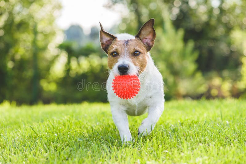 Jack Russell Terrier zwierzęcia domowego psa bieg z zabawkarską piłką przy podwórka gazonem obrazy stock Jack Russell Terrier zwierzęcia domowego psa bieg z zabawkarską piłką przy podwórka gazonem obrazy stock