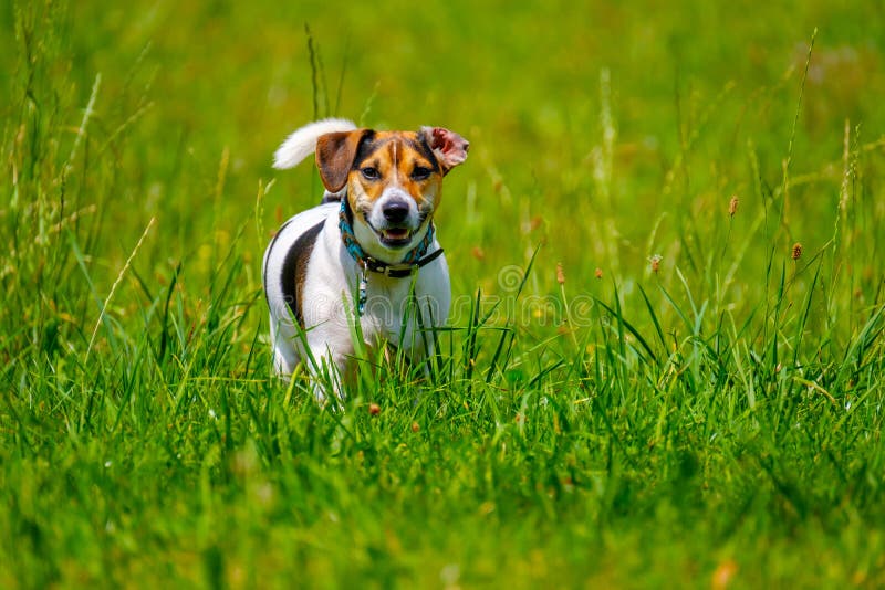Jack Russell terriërgangen in de zomer stock fotografie Jack Russell terriërgangen in de zomer stock fotografie