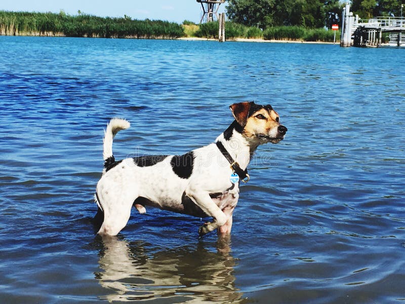 Jack Russell w jeziorze obraz stock Jack Russell w jeziorze obraz stock