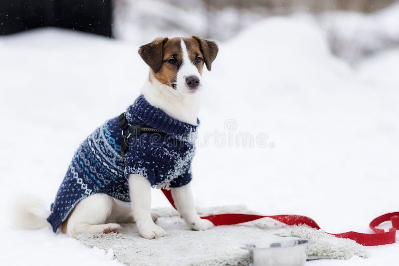 Jack Russell in a Warm Jacket Stock Image Image of active, breed