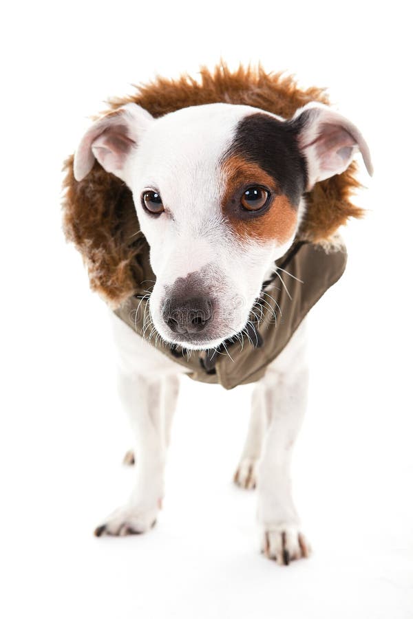Jack Russell Winter Clothes Posing White Studio Stock Photos Free & RoyaltyFree Stock Photos