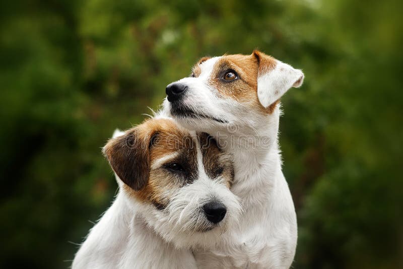 are jack russells good family pets