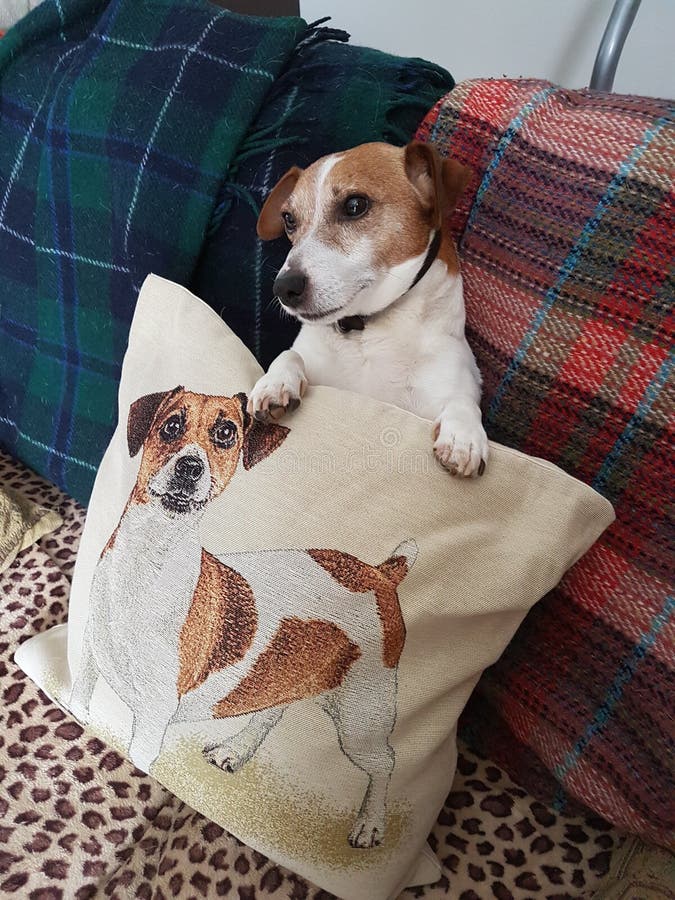 Jack Russell stock image. Image of life, jack, russell 115321751