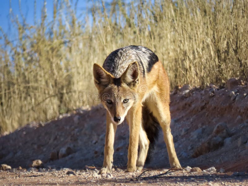 Jackal in Africa stock image Image of canine carnivore Biology Diagrams