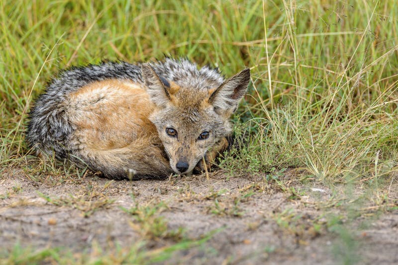 Jackal stock image. Image of animal, holiday, safari - 67168615