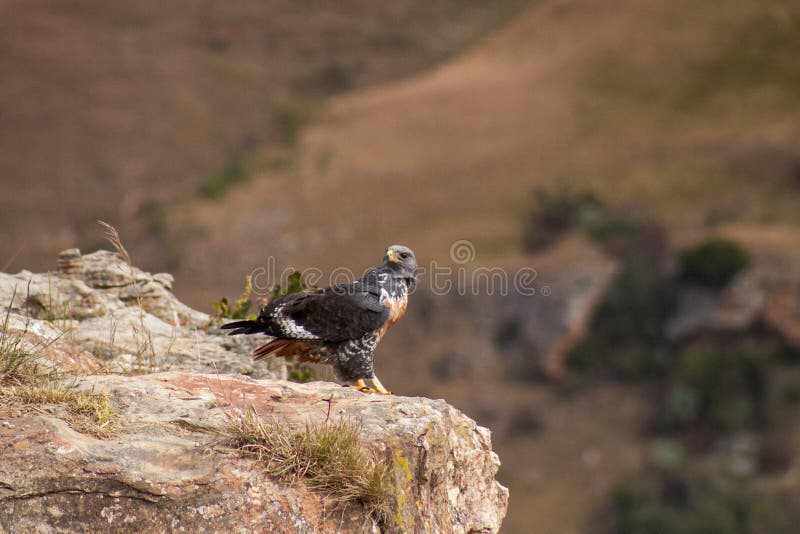 Jackal Buzzard, Kwazulu Natal, South Africa Stock Image - Image of hawk ...