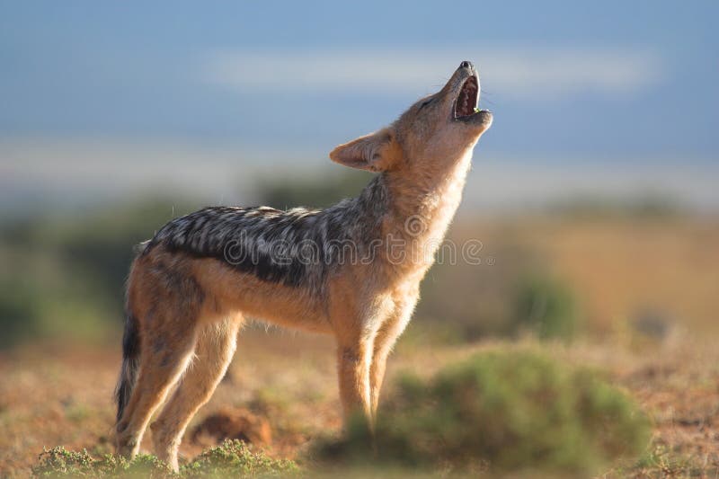 Jackal di urlo fotografie stock Jackal di urlo fotografie stock