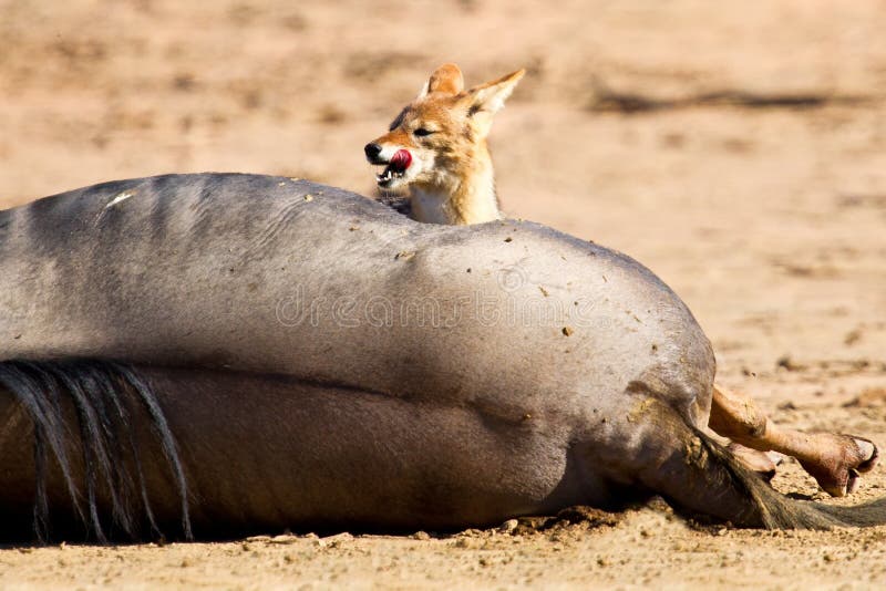 Jackal eating carcass stock photo. Image of carion, lying - 31992390