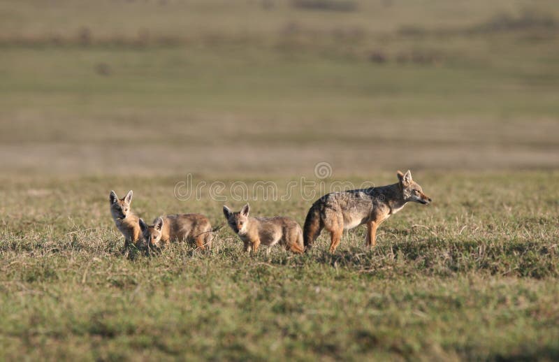 Jackal Family Royalty Free Stock Photos - Image: 5366558